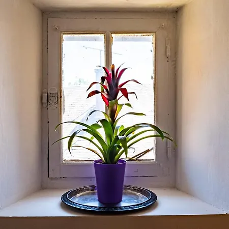 Apartamento Le Comptoir - Bel Au Coeur De *